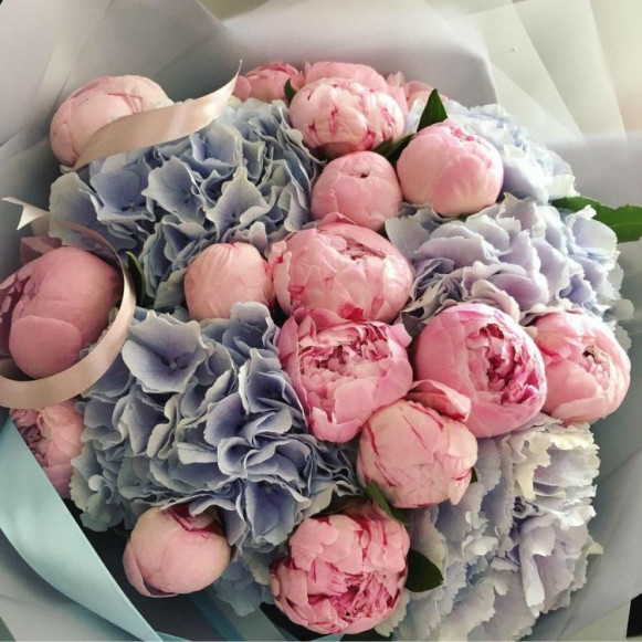 Букет 15 розовых пионов с голубой гортензией