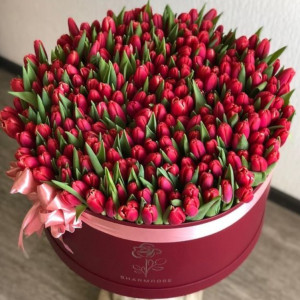 301 тюльпан в коробке
