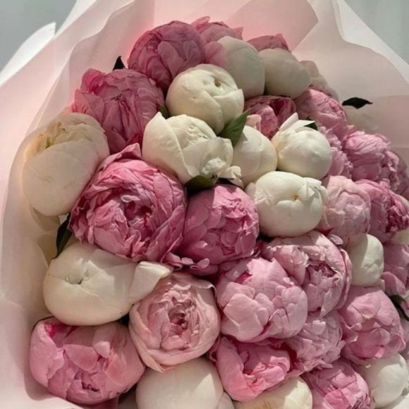 Букет 25 пионов белые и розовые в Москве