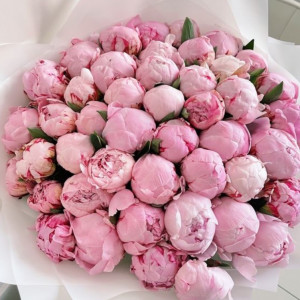 35 розовых пионов в белой упаковке