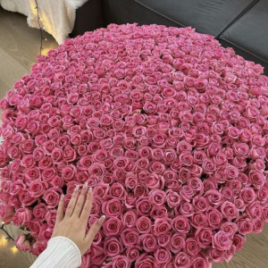 501 розовая роза с упаковкой
