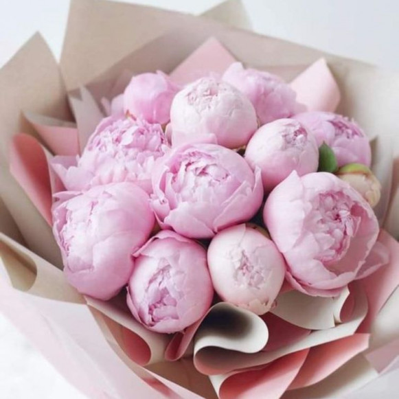 11 нежно розовых пионов в бумаге