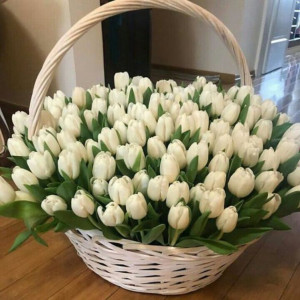 101 белый тюльпан в корзине